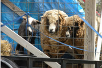 Sheep_Shearing_5