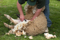 Sheep_shearing