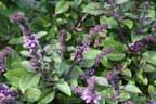 purple_basil