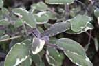 purple_sage